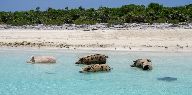 Pig swimming in the sea